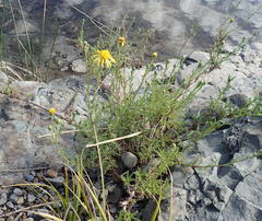 Senecio achilleifolius