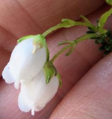 Erica odorata