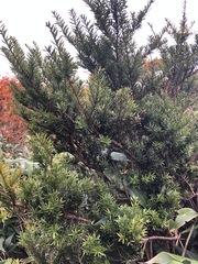 Abies mariesii