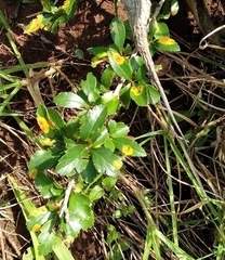 Xylosma flexuosa