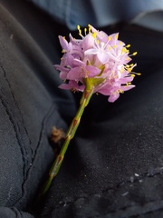 Lachnaea globulifera