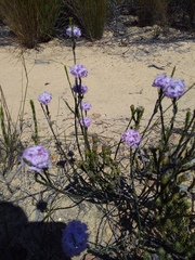 Lachnaea globulifera