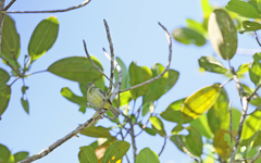 Camptostoma obsoletum