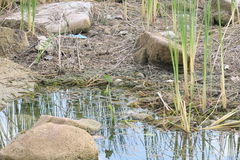 Pontederia crassipes