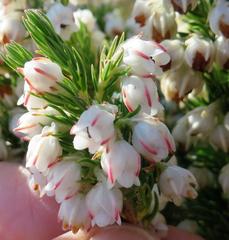 Erica triflora triflora