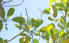 Camptostoma obsoletum