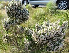 Erica triflora triflora