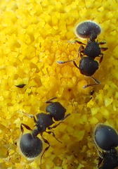 Meranoplus peringueyi