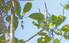 Camptostoma obsoletum