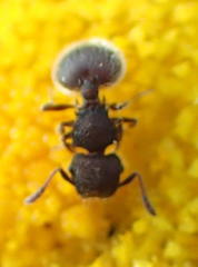 Meranoplus peringueyi