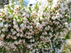 Erica triflora triflora