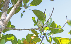 Camptostoma obsoletum