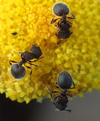 Meranoplus peringueyi