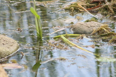 Pontederia crassipes