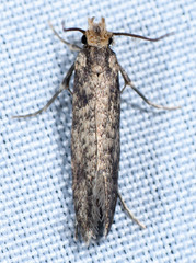 Homosetia marginimaculella