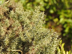 Ulex argenteus argenteus