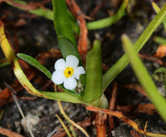 Plagiobothrys bracteatus