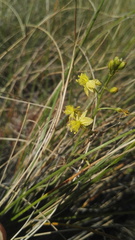 Bulbine favosa