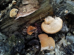 Phyllotopsis nidulans