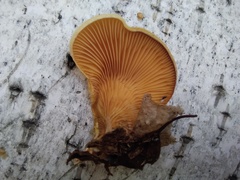 Phyllotopsis nidulans