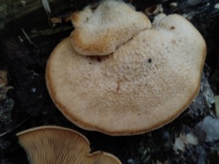 Phyllotopsis nidulans