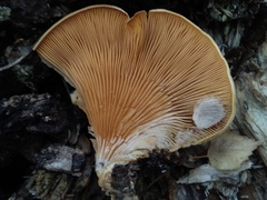 Phyllotopsis nidulans