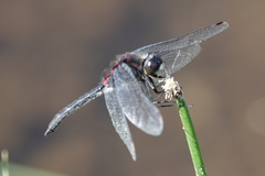 Leucorrhinia glacialis