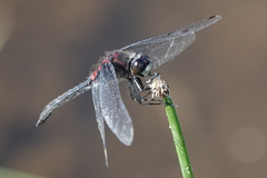Leucorrhinia glacialis
