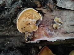 Phyllotopsis nidulans