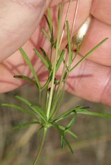 Oxalis polyphylla polyphylla