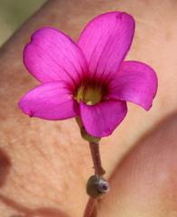 Oxalis polyphylla polyphylla