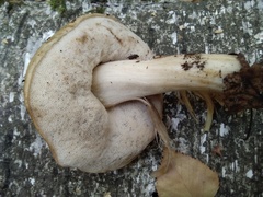 Leccinum scabrum