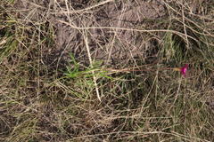 Oxalis polyphylla polyphylla