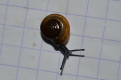 Morlina glabra