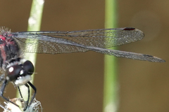Leucorrhinia glacialis