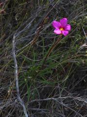 Oxalis polyphylla polyphylla