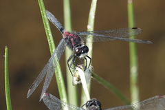 Leucorrhinia glacialis