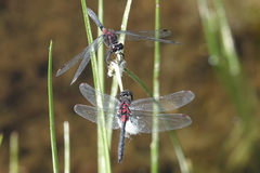 Leucorrhinia glacialis