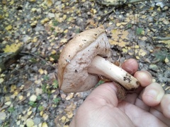 Leccinum scabrum