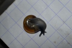 Morlina glabra