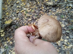Leccinum scabrum