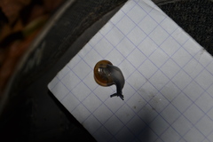 Morlina glabra