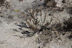 Struthiola leptantha