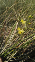 Bulbine favosa