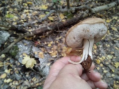 Leccinum scabrum