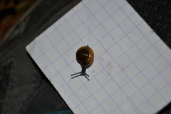 Morlina glabra