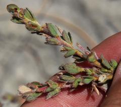 Struthiola leptantha