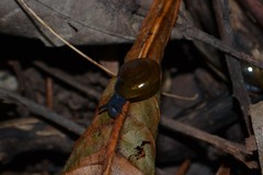 Morlina glabra