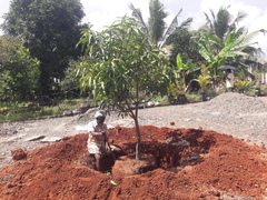 Mangifera indica