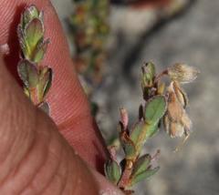 Struthiola leptantha